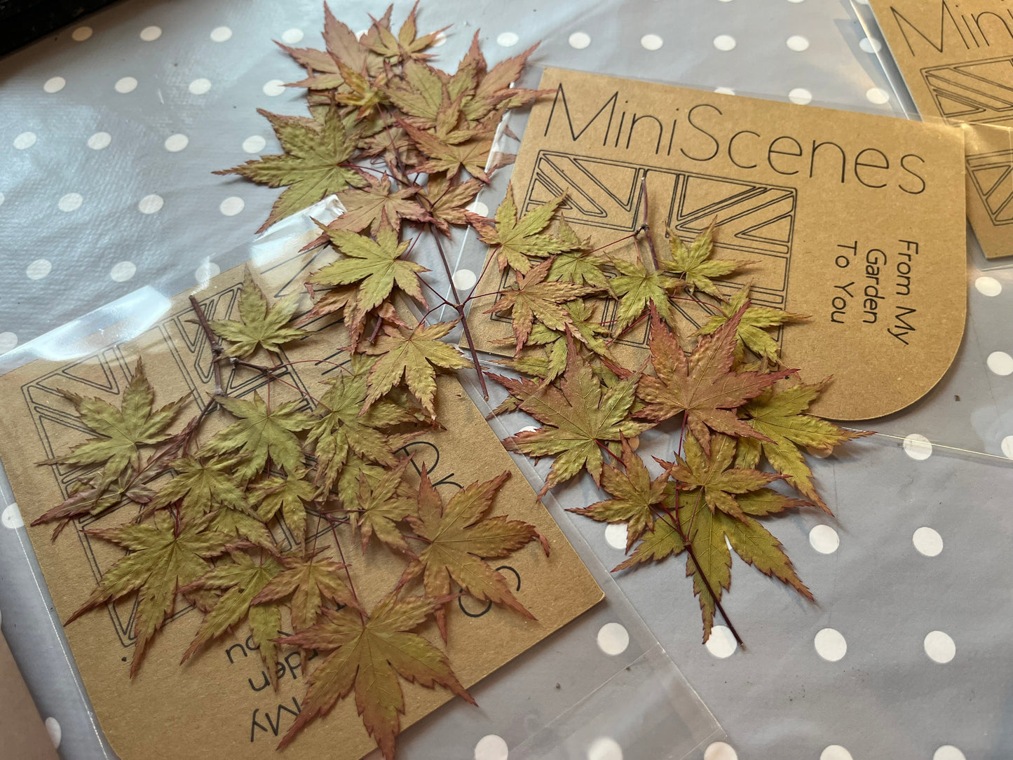 Acer (Japanese Maple) Bonsai  Leaves for resin craft
