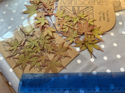 Acer (Japanese Maple) Bonsai  Leaves for resin craft