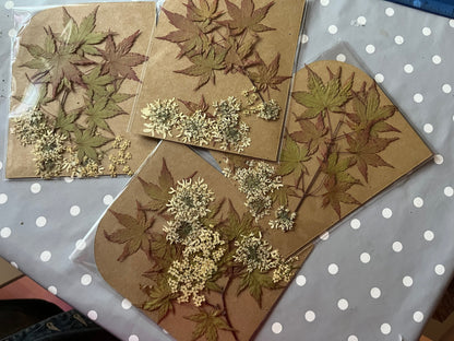 Acer (Japanese Maple) Bonsai  Leaves for resin craft